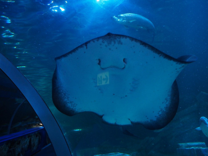 トンネル水槽にあるエイ