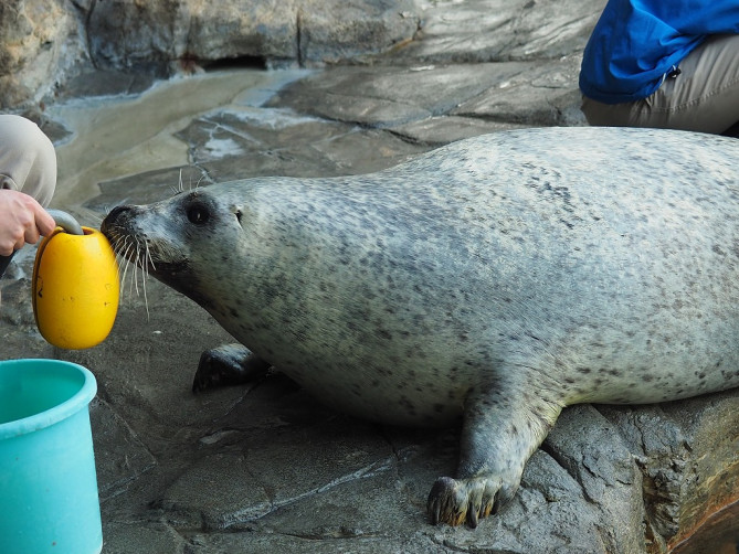 アザラシ館にいるアザラシ