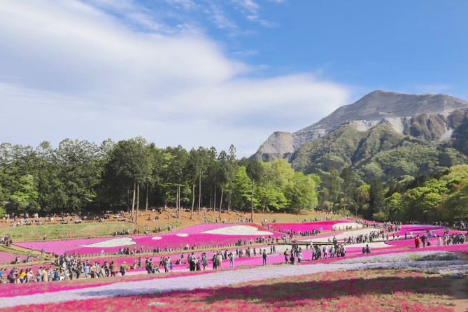 秩父羊山公園の「芝桜の丘」