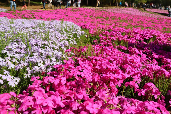 秩父「芝桜まつり」