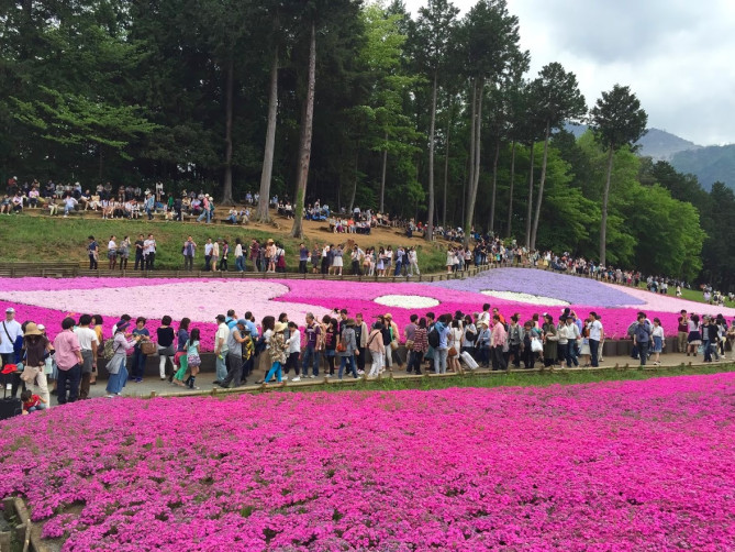 ゴールデンウィークの混雑している芝桜の丘