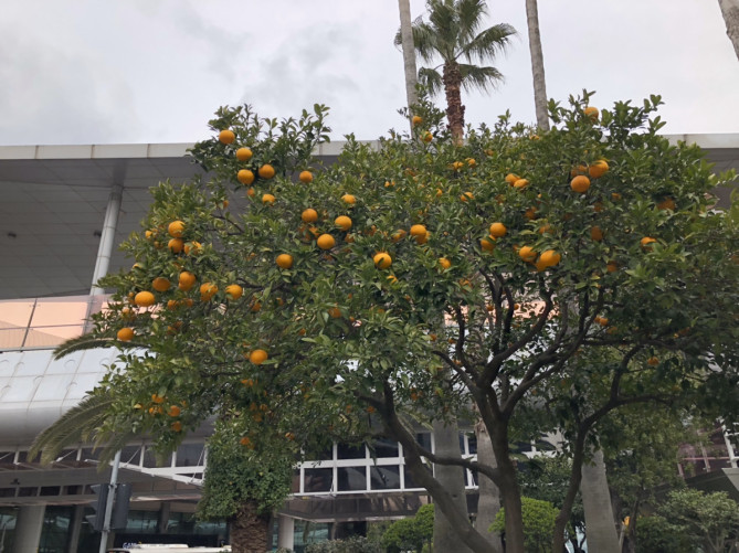 済州空港にあるミカンの木