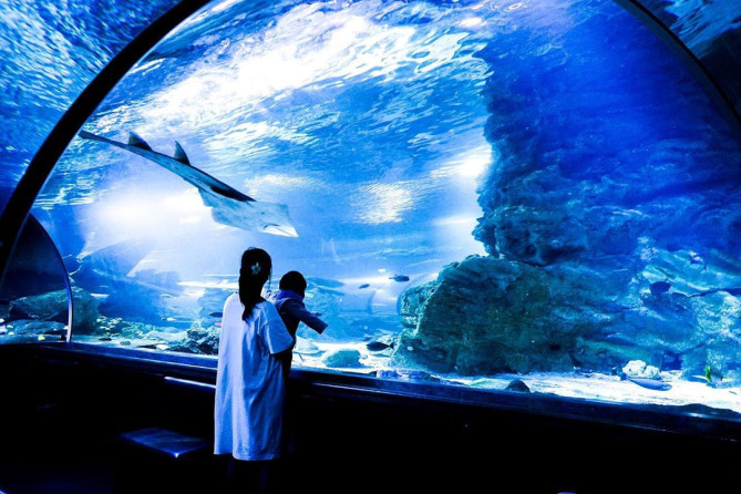 アンダーウォーターワールド：トンネル水槽
