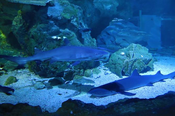 アンダーウォーターワールド：大人気なサメ