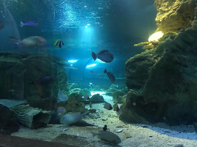 アンダーウォーターワールド：水槽