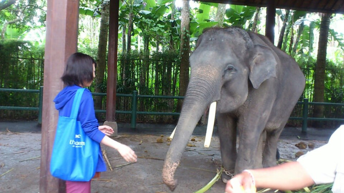 エレファントサファリパーク　餌付け