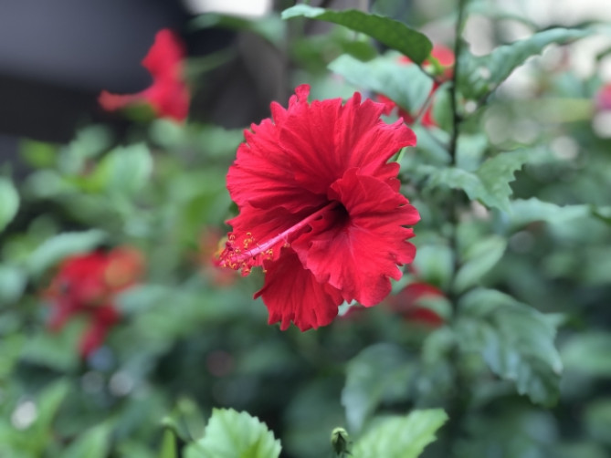 サイパンのハイビスカス