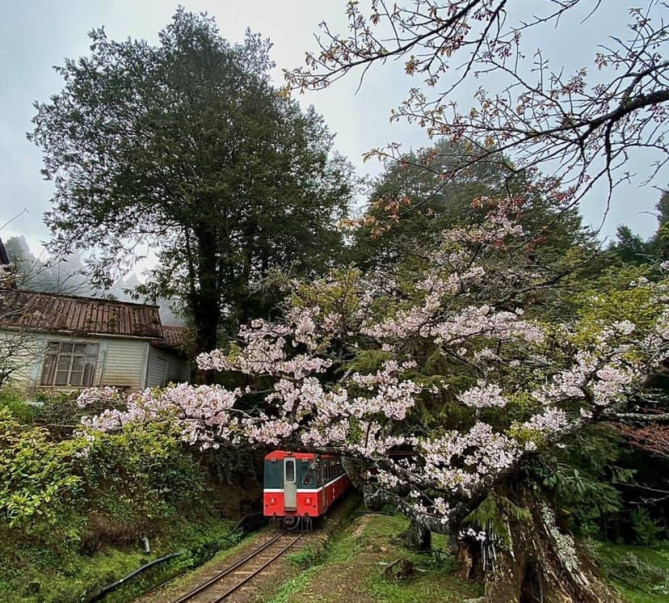 阿里山を走る電車