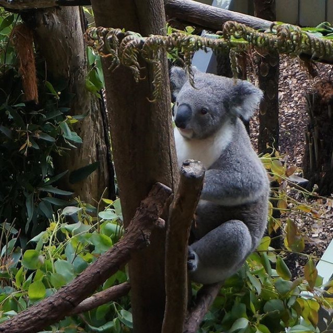 タロンガ動物園