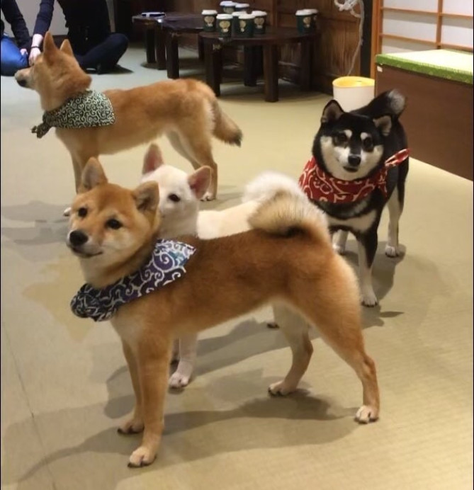 豆柴カフェ原宿