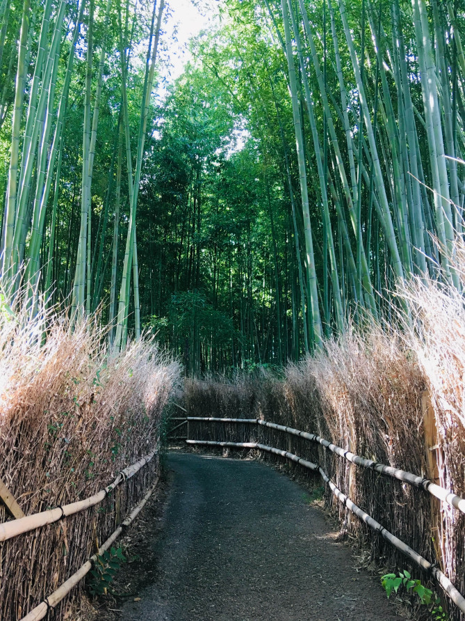 嵐山竹林