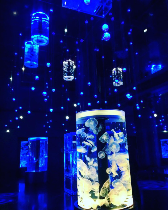 アクアパーク品川　ジュエリーフィッシュランブル