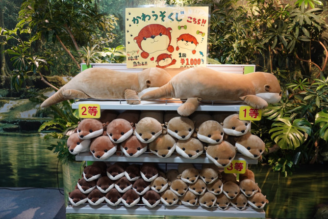 新江ノ島水族館（えのすい）お土産：かわうそくじ