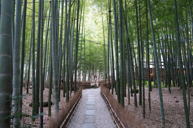 報国寺:竹林