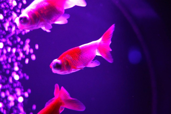 アートアクアリウム美術館 GINZAの魅力