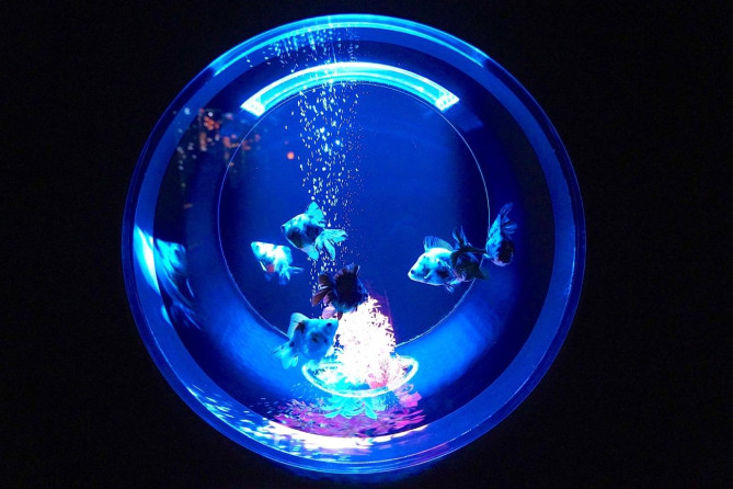 アートアクアリウム美術館 GINZA：水槽をまるごと撮影しよう！