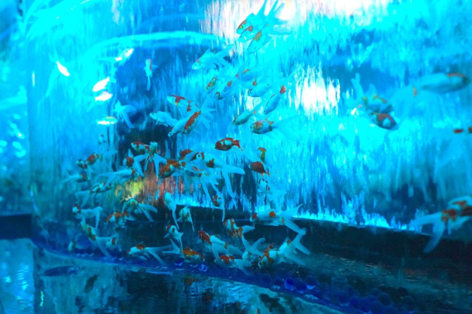 アートアクアリウム美術館 GINZA：金魚の滝