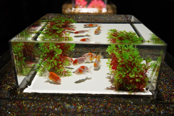 アートアクアリウム美術館 GINZA：金魚は上から取るのが美しい！