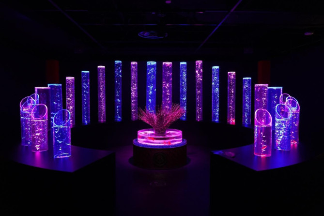 アートアクアリウム美術館 GINZA：金魚の竹林