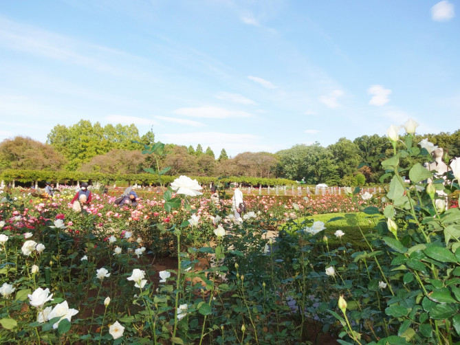 都立神代植物公園のバラ園