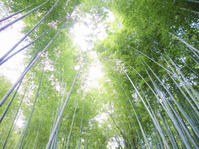 日本庭園の竹林