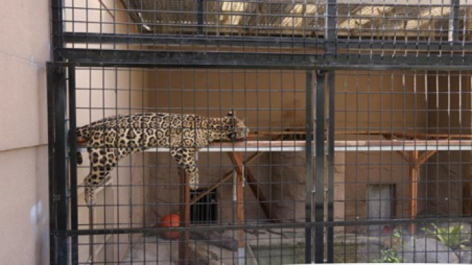 チーター/「沖縄こどもの国」