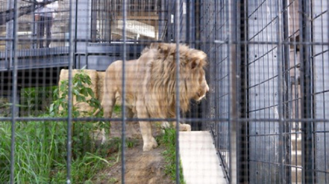 ライオン/「沖縄こどもの国」