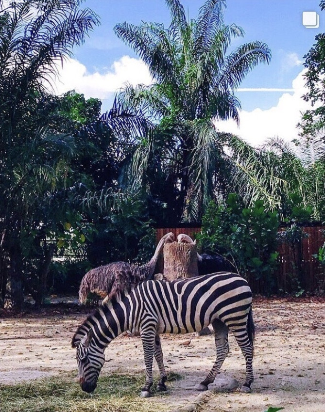 動物園にて　ナイトサファリで出会える動物もたくさんいる
