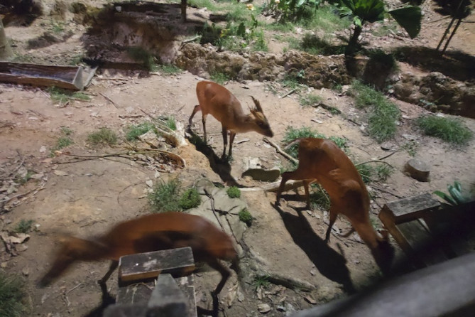 夜の動物の活発な様子が見られる