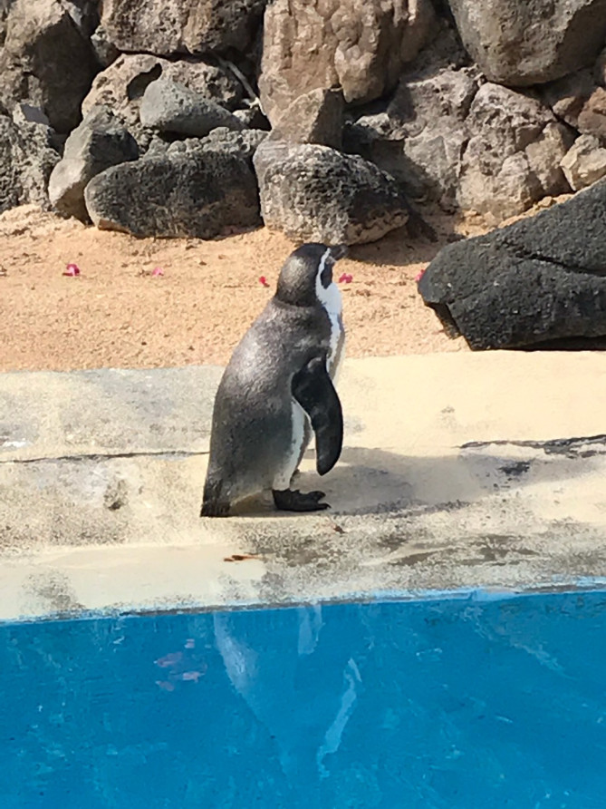 ハワイの水族館