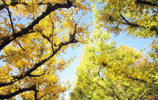 北海道大学イチョウ並木