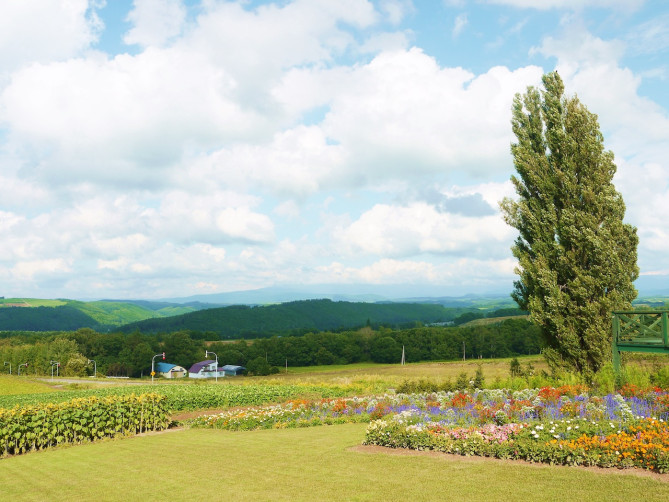 ケンとメリーの木