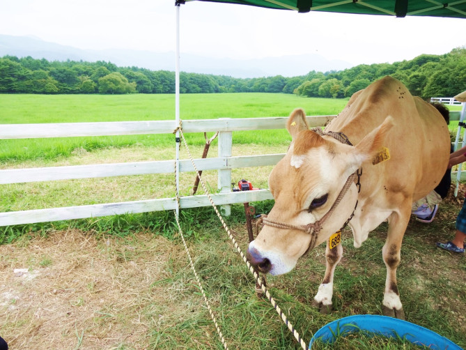 美瑛放牧酪農場（美瑛ファーム）