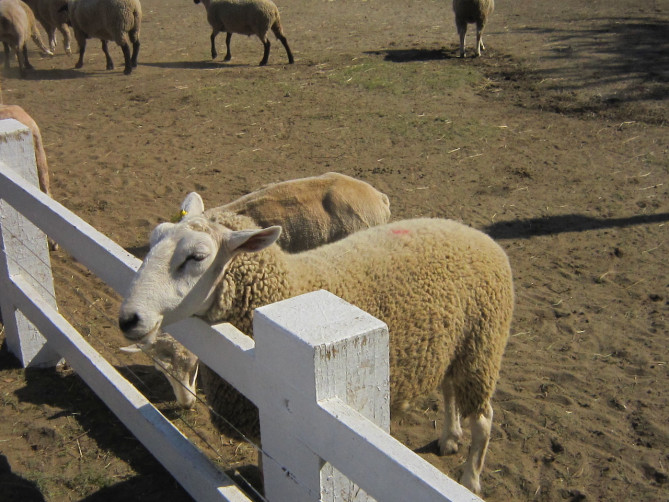 ファームズ千代田ふれあい牧場