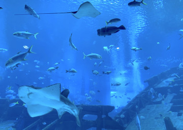 【体験談】シンガポールの水族館シーアクアリウムに潜入！見どころ、チケット料金、レストランまとめ