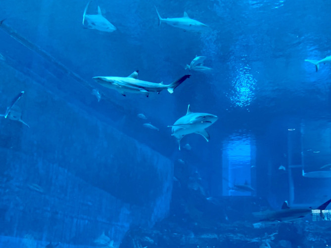 シャーク・シー