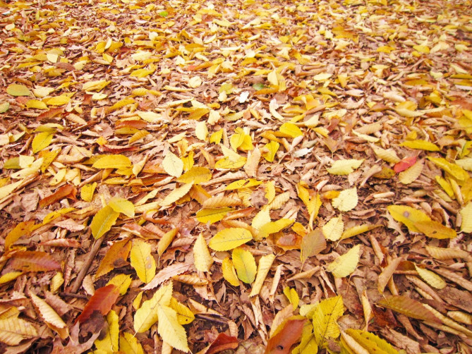 八坂神社におすすめの季節