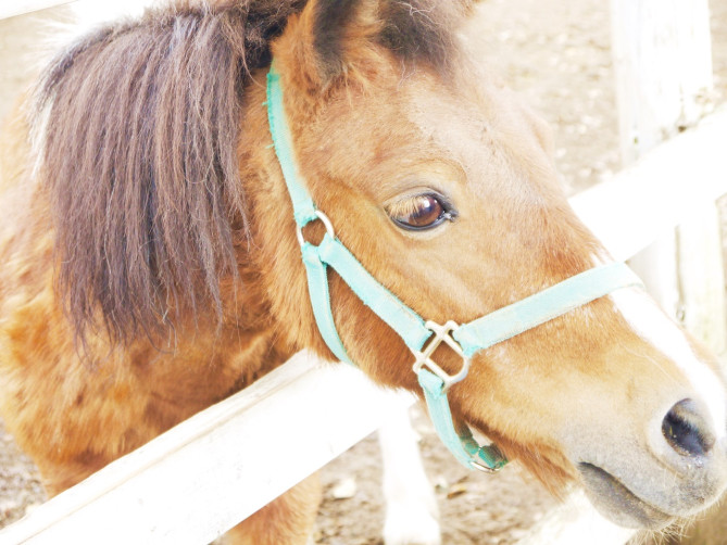 ホーストレッキング(乗馬)