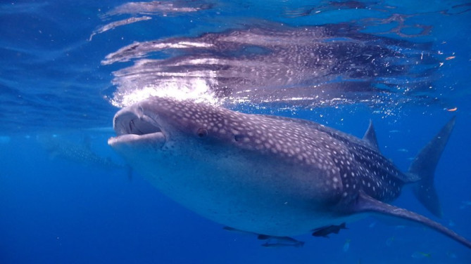 ジンベイザメ