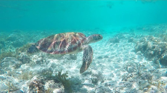 シュノーケリング