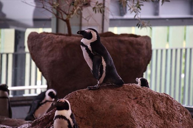 ペンギンもいる京都水族館