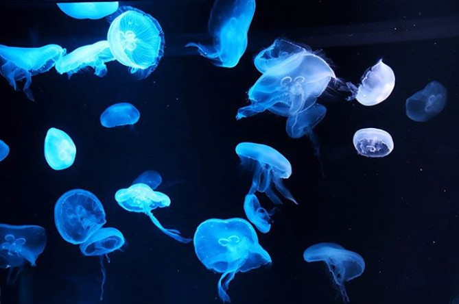 京都水族館のクラゲ