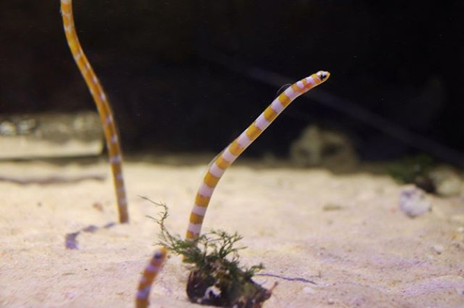 京都水族館のチンアナゴ