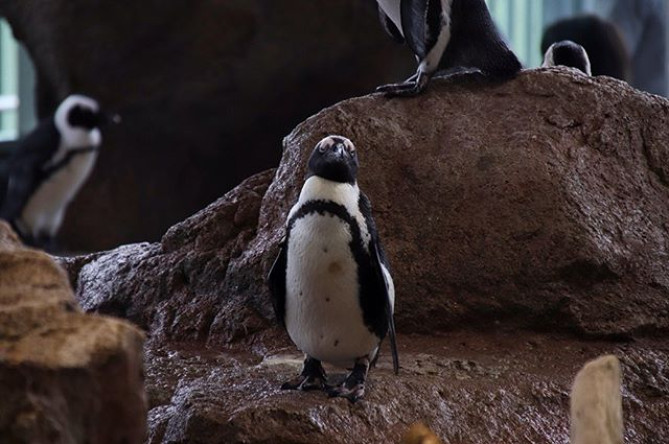 京都水族館のペンギン