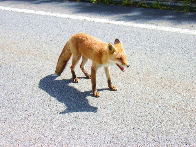 道で遭遇したキタキツネ