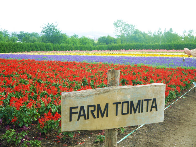 ファーム富田