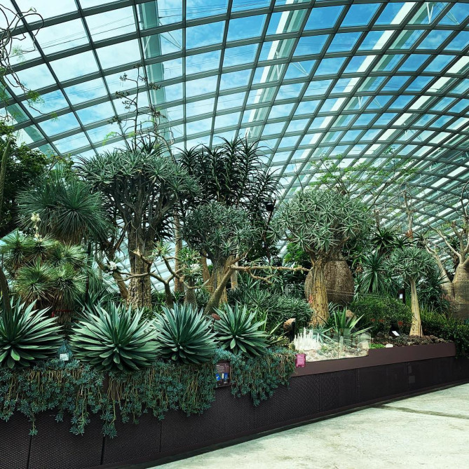 バオバブの木があるフラワードーム