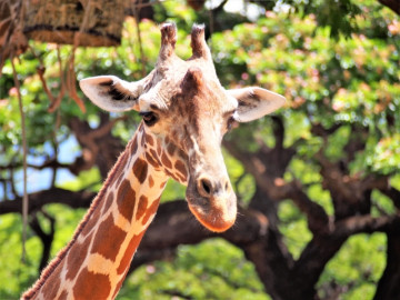 【ハワイ】ホノルル動物園の楽しみ方まとめ！迫力満点の動物や、キッズ専用エリア、お土産も充実！