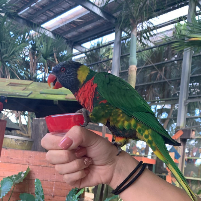 エサのシロップ目当てできたインコ