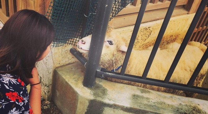 かわいいひつじに心が癒されます